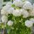 Hydrangea arborescens Candybelle Marshmallow®  - Pépinière La Forêt