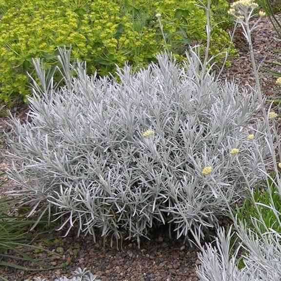 Helichrysum Icicles - Pépinière La Forêt