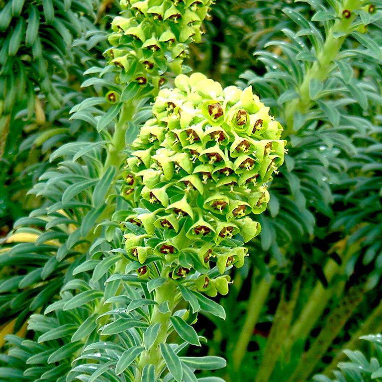 Euphorbia Portuguese velvet - Pépinière La Forêt