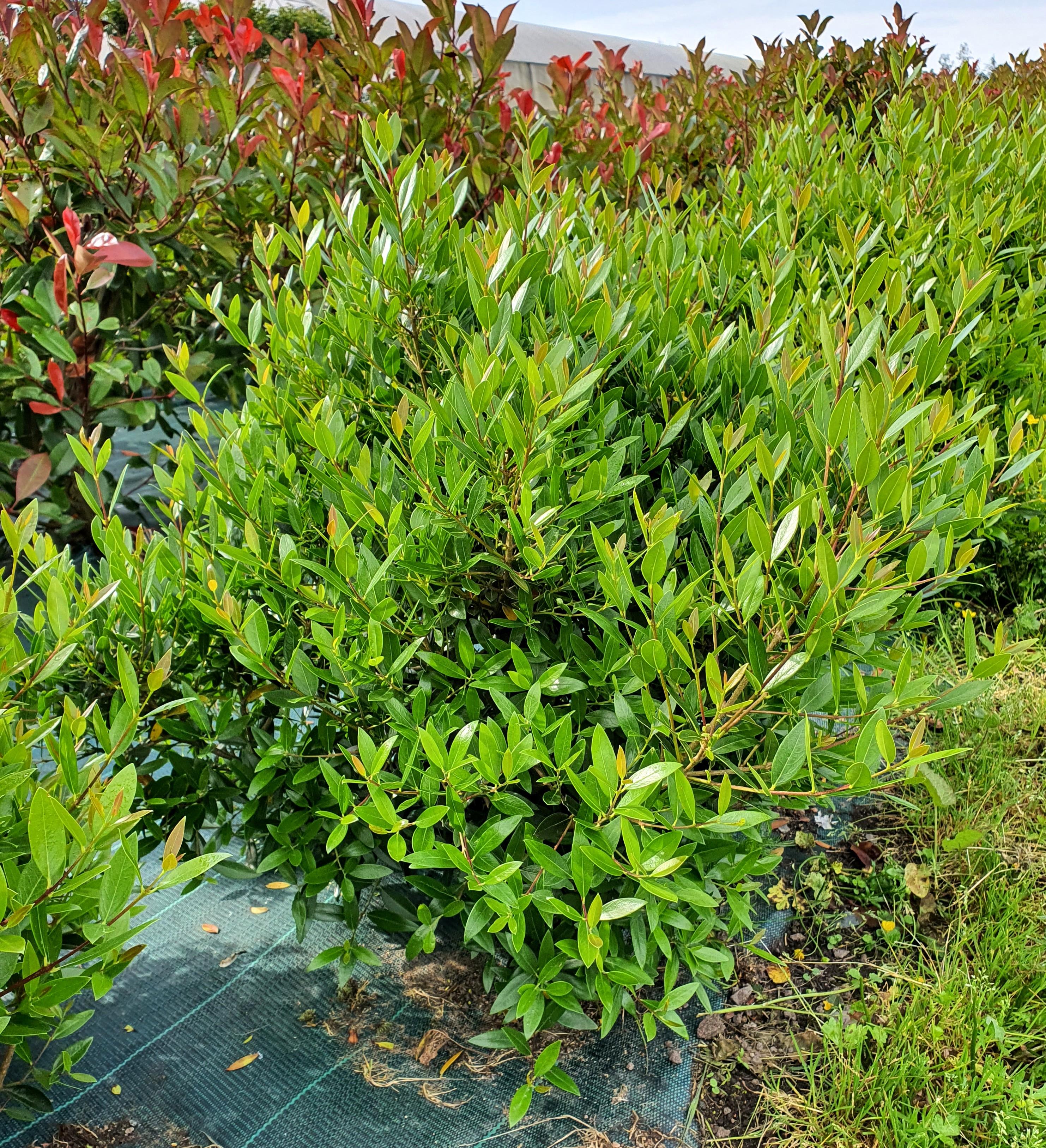 Phillyrea angustifolia Green Quick - Pépinière La Forêt