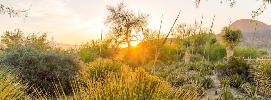 Dry and design garden