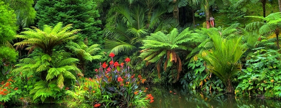 Plantes du monde