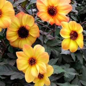 DAHLIA-Mystic%20Haze-laforet.jpg