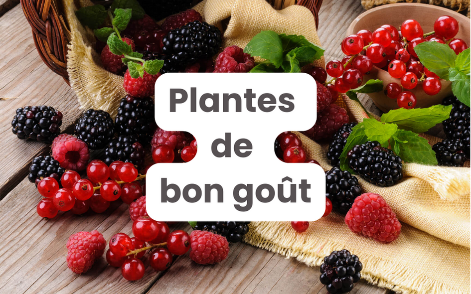Solution "Plantes de bon goût" | Pépinières LAFORET
