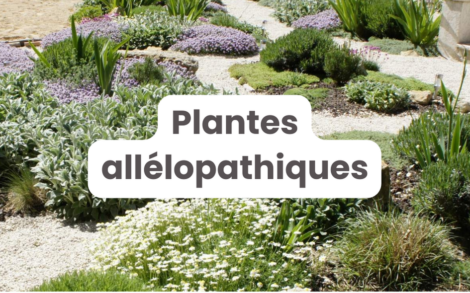 Solution "Plantes allélopathiques" | Pépinières LAFORET