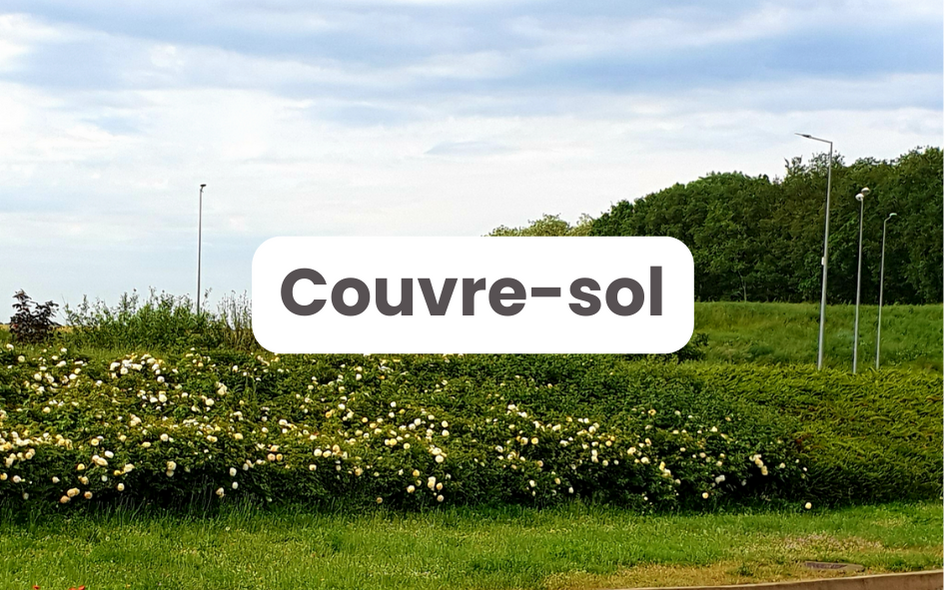Solution "Couvre-sol" | Pépinières LAFORET