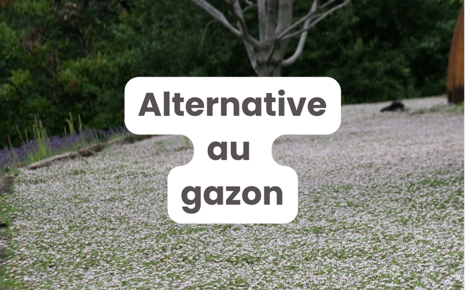 Solution "Alternative au gazon" | Pépinières LAFORET