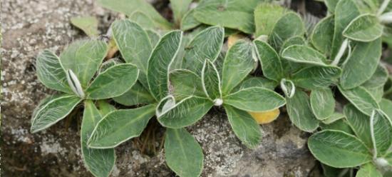 Plantes allelopathiques  - Pépinière La Forêt