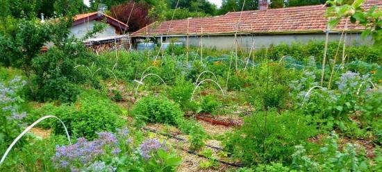 Bienvenue au Potager - Pépinière La Forêt