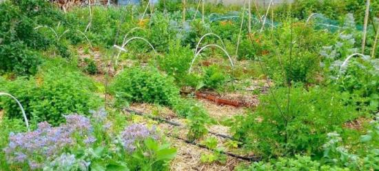 potager - Pépinière La Forêt