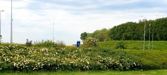 Couvre-sol - Pépinière La Forêt