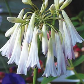 Agapanthus Cascade Diamond - Pépinière La Forêt