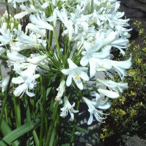 Agapanthus Little Dutch White ® - Pépinière La Forêt