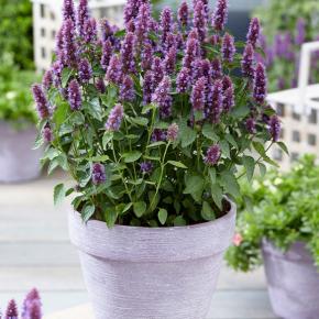 Agastache Beelicious Purple ® - Pépinière La Forêt