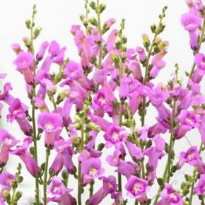 Antirrhinum majus Pretty in Pink ® - Pépinière La Forêt