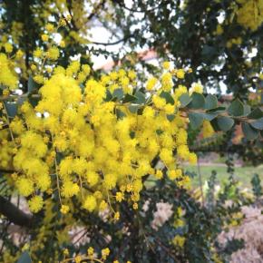 Acacia cultriformis - Pépinière La Forêt