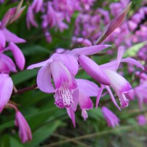 Orchidée vivace Bletilla striata - Pépinière La Forêt