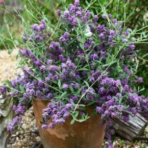 Buddleja alternifolia Unique ®   - Pépinière La Forêt