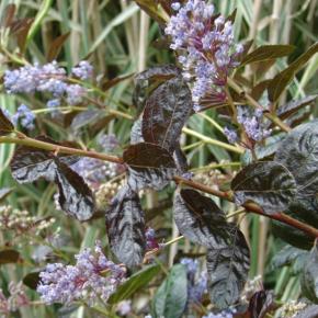 Ceanothus Tuxedo ® - Pépinière La Forêt