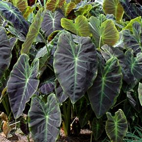 Colocasia illustris - Pépinière La Forêt