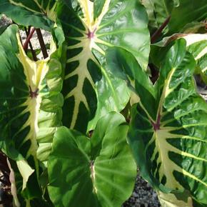 Colocasia esculenta White Lava ® - Pépinière La Forêt