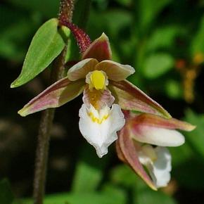 Orchidée vivace Epipactis palustris - Pépinière La Forêt