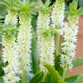 Eucomis automnalis - Pépinière La Forêt