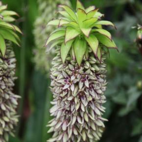 Eucomis bicolor - Pépinière La Forêt