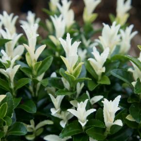 Euonymus japonicus Paloma Blanca ® - Pépinière La Forêt