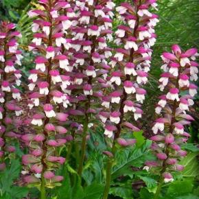 Acanthus hungaricus White Lips - Pépinière La Forêt