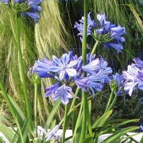 Agapanthus x Bleu de Chine - Pépinière La Forêt