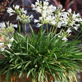 Agapanthus x Double Diamond® - Pépinière La Forêt