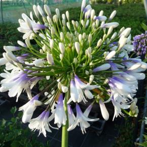 Agapanthus umbellatus Queen Mum ® - Pépinière La Forêt