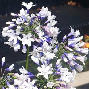 Agapanthus Twister ®  - Pépinière La Forêt