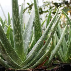 Aloe Vera - Pépinière La Forêt