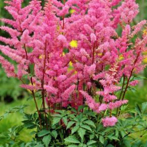 Astilbe Little Vision in Pink ® - Pépinière La Forêt