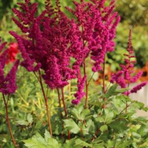 Astilbe Little Vision in Red ® - Pépinière La Forêt