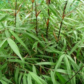 Bambou Fargesia scabrida Asian Wonder - Pépinière La Forêt