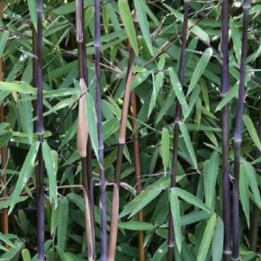Bambou Fargesia hybride Black Pearl - Pépinière La Forêt