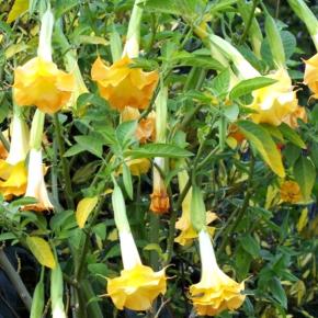 Brugmansia Double Yellow - Pépinière La Forêt