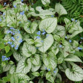 Brunnera macrophylla Jack Frost ® - Pépinière La Forêt