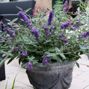 Buddleja Free Petite Blue Heaven ® - Pépinière La Forêt