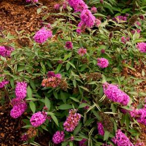 Buddleja Free Petite Tutti Fruitti ®  - Pépinière La Forêt