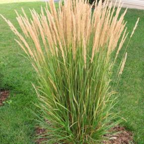 Calamagrostis acutiflora Karl Foerster - Pépinière La Forêt