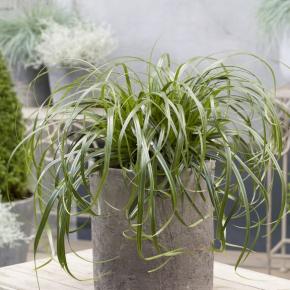 Carex oshimensis Ribbon Falls ® - Pépinière La Forêt