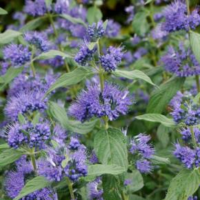 Caryopteris x clandonensis Blue Empire ® - Pépinière La Forêt