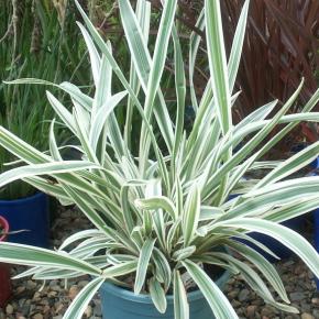 Dianella caerulea Destiny ® - Pépinière La Forêt