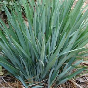 Dianella caerulea Little Rev ® - Pépinière La Forêt