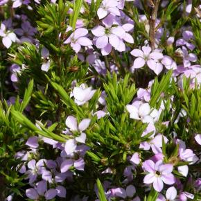 Diosma hirsuta Pink Fountain - Pépinière La Forêt