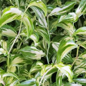 Disporum cantoniense Moonlight ® - Pépinière La Forêt